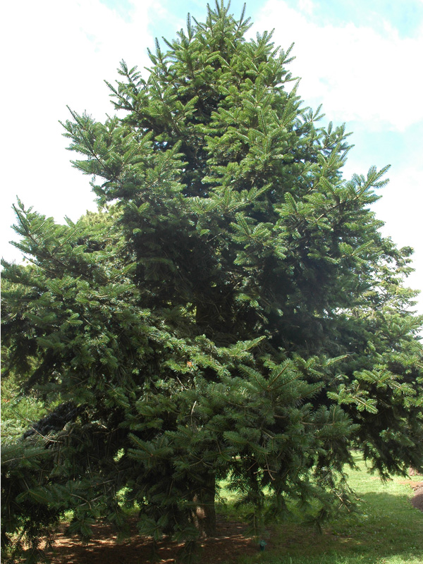 Abies chensiensis subsp. saluenensis (Salween Fir)