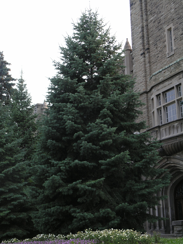 A fine, mature plant at the  University of Western Ontario , London, Ontario, Canada.
