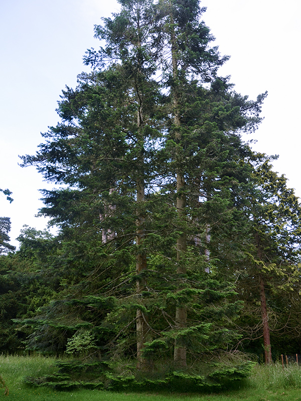 Abies grandis (Grand Fir, Vancouver Fir)