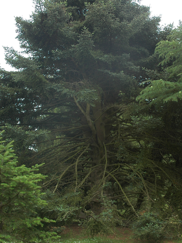 A tree in the Christchurch Botanic Garden, Christchurch, New Zealand.
