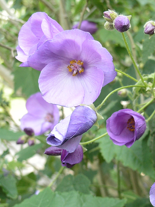 Abutilon-vitifolium-Veronica-Tennant-wk-flw-2.jpg