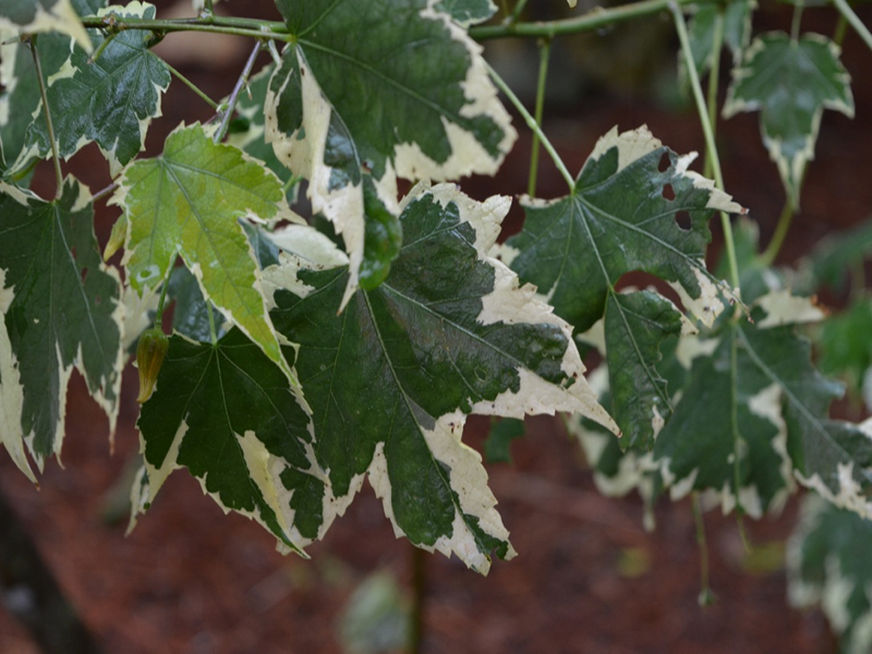 Abutilon 'Variegata', leaf, Harry P. Leu Gardens, Orlando, Florida, United States of America.