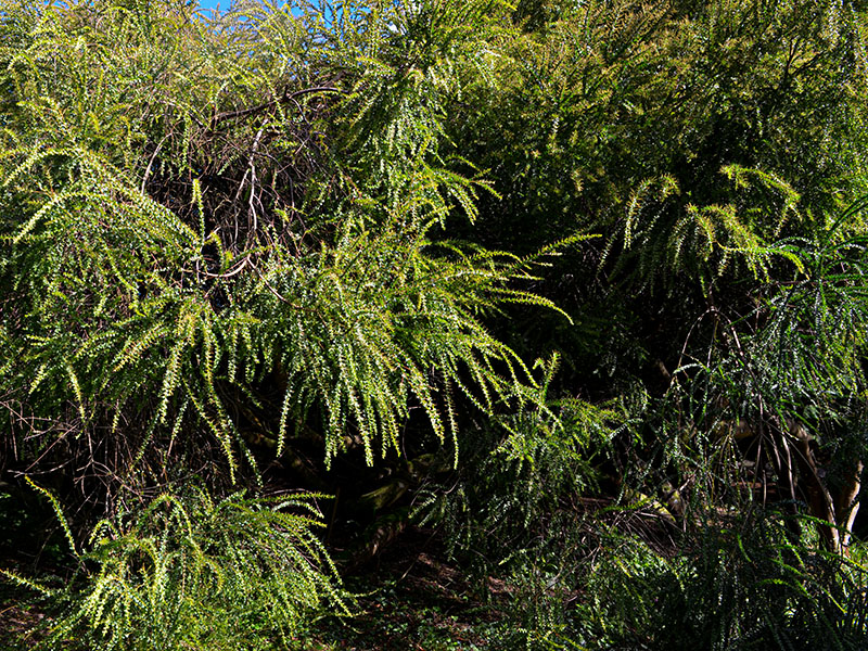 Acacia pravissima, form. Trebah Garden Trust, Mawnan Smith, Falmouth, Cornwall, United Kingdom. 15/10/2019.