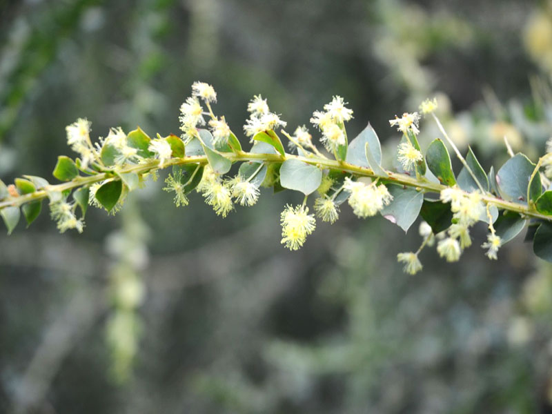 Acacia pravissima, flower. Trebah Garden Trust, Mawnan Smith, Falmouth, Cornwall, United Kingdom.