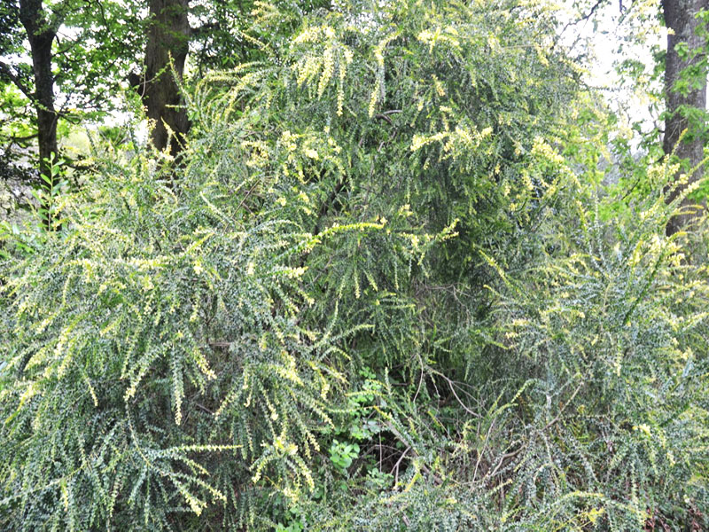 Acacia pravissima, form. Trebah Garden Trust, Mawnan Smith, Falmouth, Cornwall, United Kingdom.