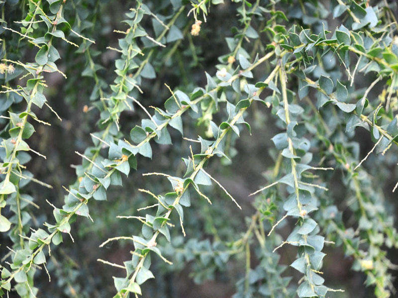 Acacia pravissima, leaf. Trebah Garden Trust, Mawnan Smith, Falmouth, Cornwall, United Kingdom.
