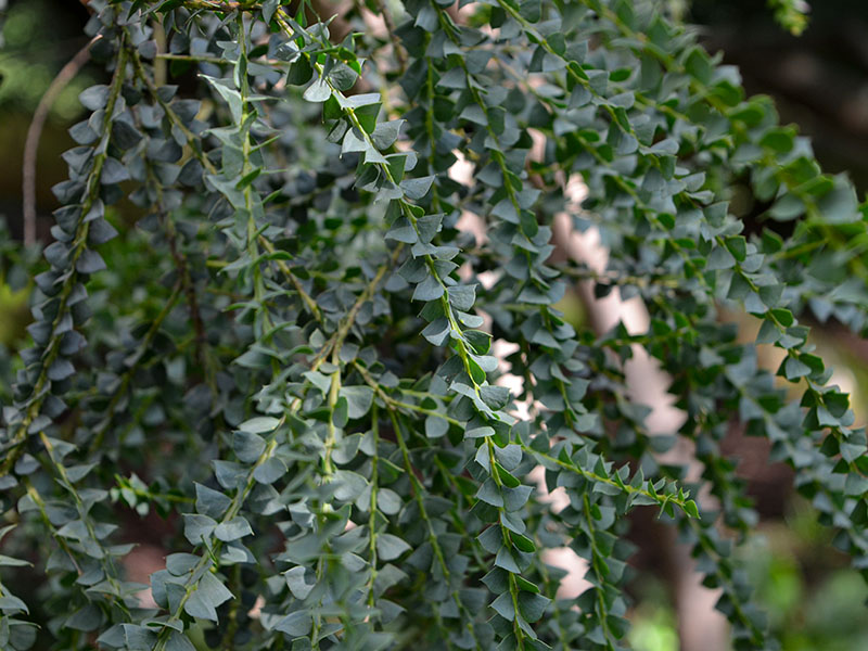 Acacia pravissima, leaf. Trebah Garden Trust, Mawnan Smith, Falmouth, Cornwall, United Kingdom. 15/10/2019.