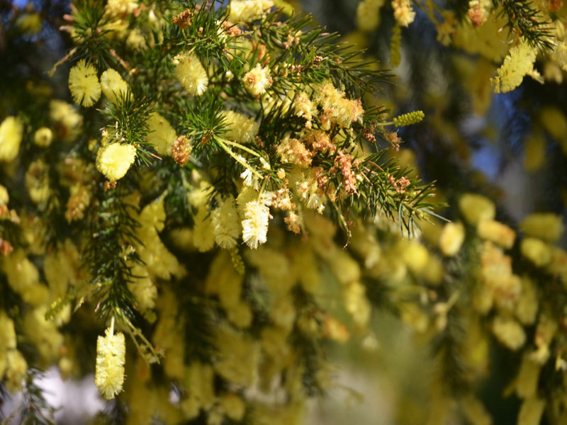 Acacia verticillata ‘Riverine Form’, flower. Trebah Garden Trust, Mawnan Smith, Falmouth, Cornwall, United Kingdom.