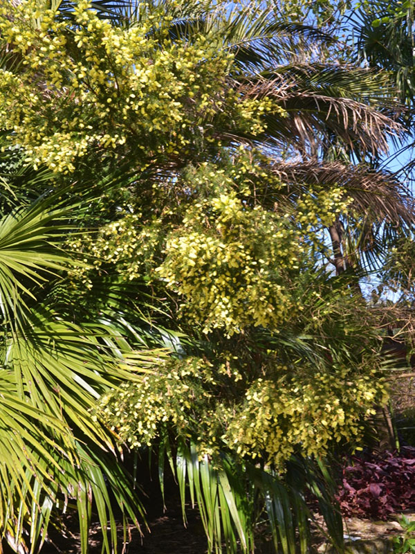 Acacia verticillata ‘Riverine Form’, form. Trebah Garden Trust, Mawnan Smith, Falmouth, Cornwall, United Kingdom.