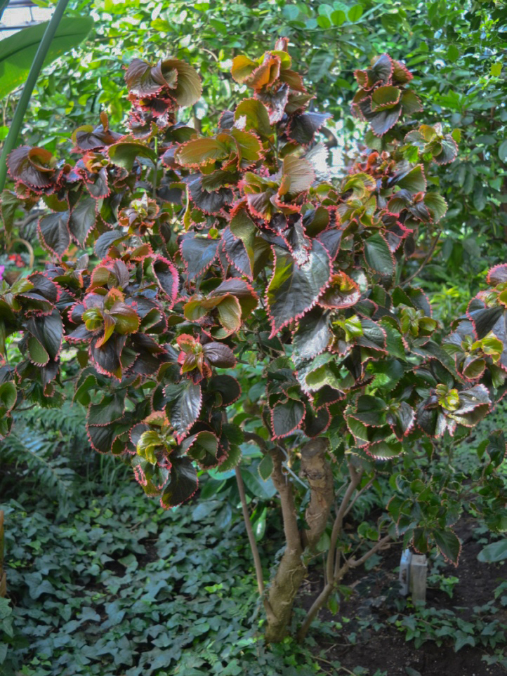 Acalypha wilkesiana, form.