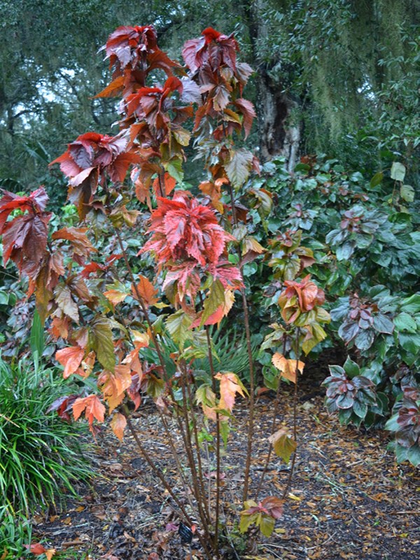 Acalypha wilkesiana 'Raggedy Ann', form, Harry P. Leu Gardens, Orlando, Florida, United States of America.