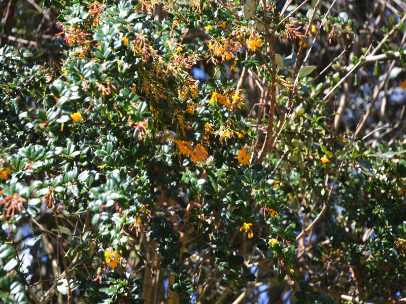 Acca sellowiana, flower. Trebah Garden Trust, Mawnan Smith, Falmouth, Cornwall, United Kingdom.