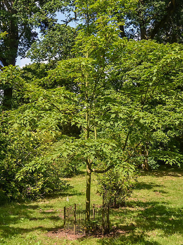 Acer rufinerve, form. Westonbirt, The National Arboretum, Tetbury, Gloucestershire, England.
