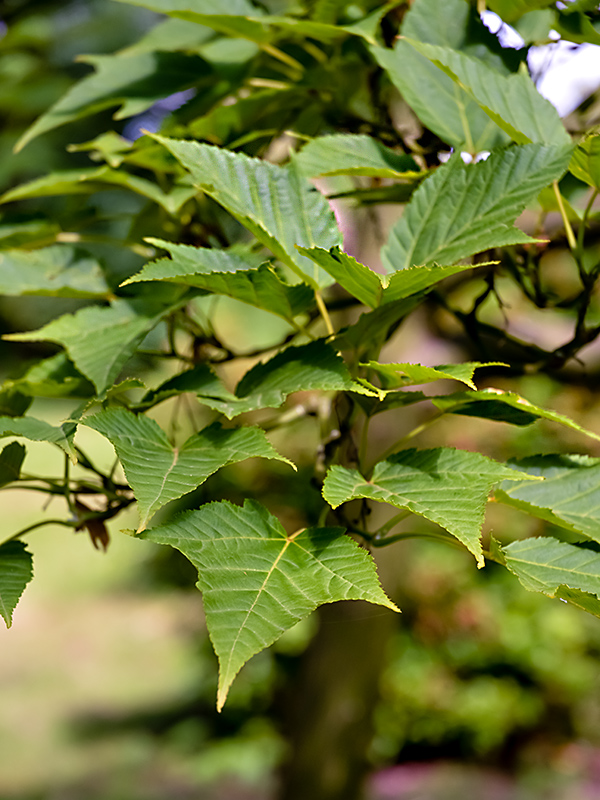 Acer rufinerve, leaves. Westonbirt, The National Arboretum, Tetbury, Gloucestershire, England.