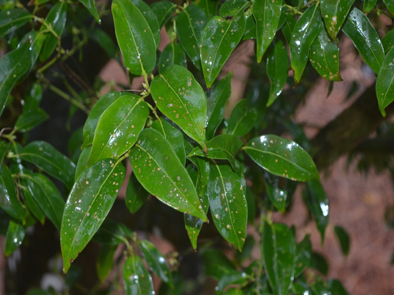 Acer fabri, leaf, Harry P. Leu Gardens, Orlando, Florida, United States of America.