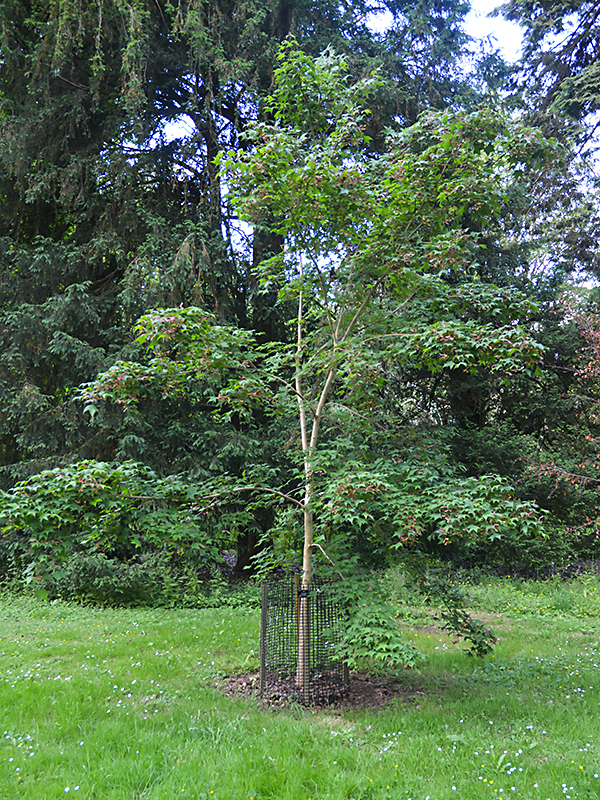 Acer-longipes-ssp-longipes-wbrt-frm.JPG