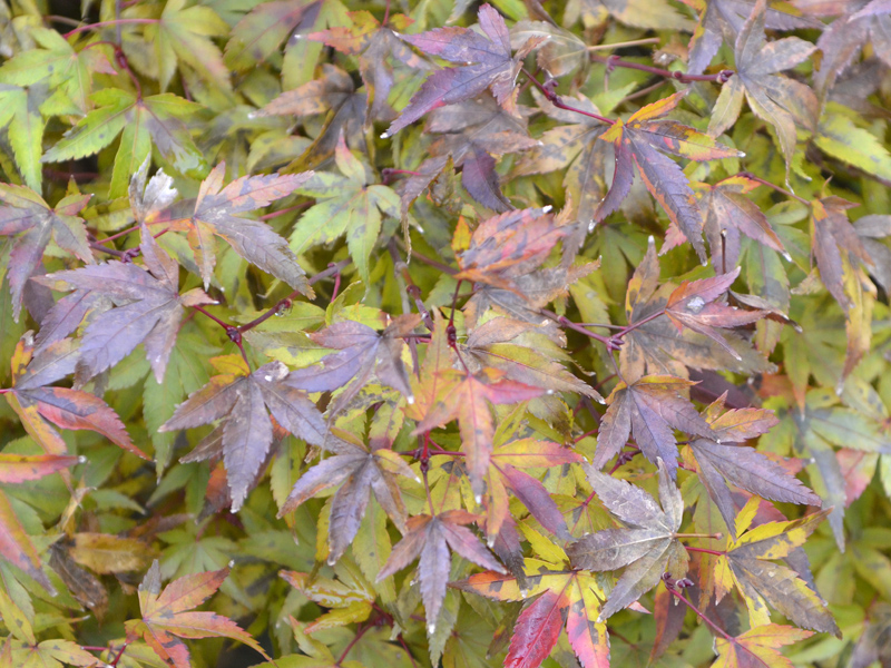 Acer-palmatum-Kiyo-hime-leaf.JPG