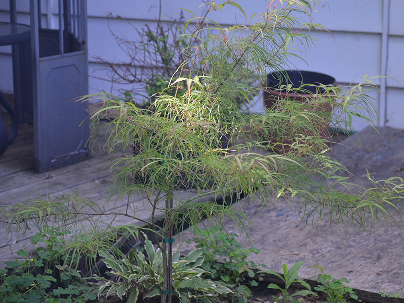 Acer-palmatum-Koto-No-Ito-wh-frm-1.jpg
