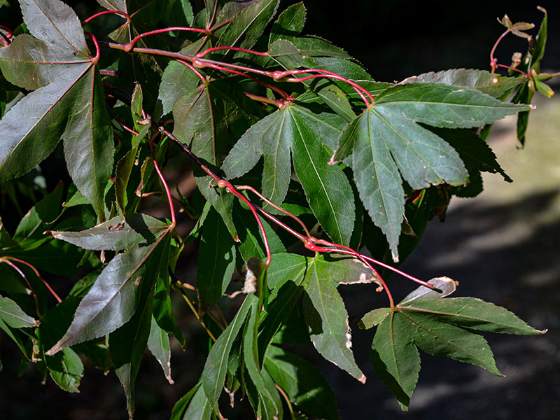 Acer palmatum 'Osakazuki', leaf. Mawnan Smith, Nr Falmouth, Cornwall. 15/10/2019.