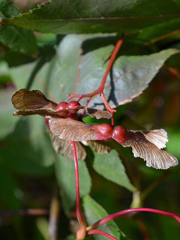 Acer palmatum 'Osakazuki', seed. Mawnan Smith, Nr Falmouth, Cornwall. 15/10/2019.