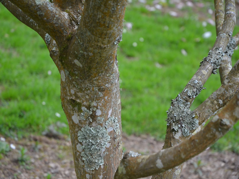 Acer palmatum 'Osakazuki', bark. National Trust Trelissick Garden, Feock, near Truro, Cornwall, United Kingdom. 