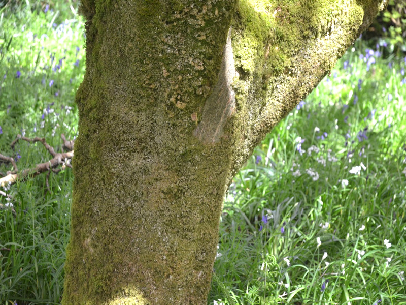 Acer palmatum ‘Purpureum’, bark. Trengwainton Garden, Madron, near Penzance, Cornwall, United Kingdom.