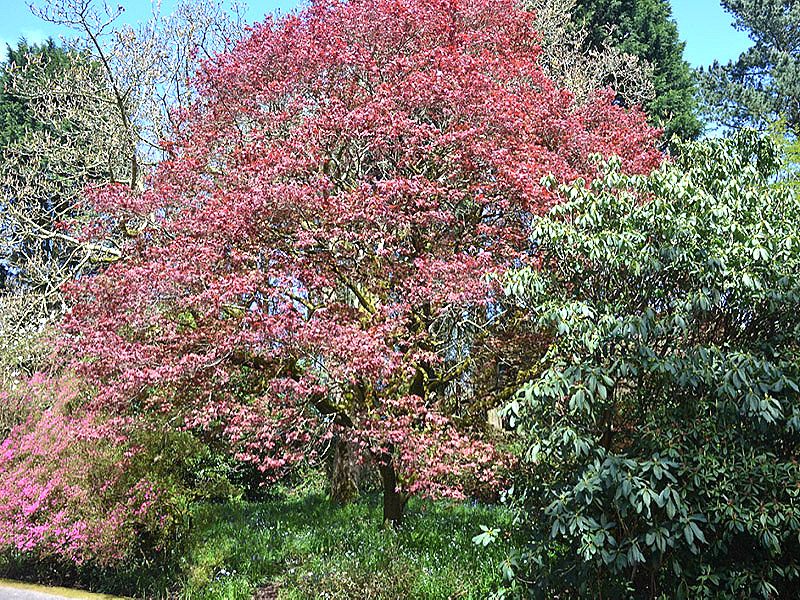Acer palmatum ‘Purpureum’, form. Trengwainton Garden, Madron, near Penzance, Cornwall, United Kingdom.