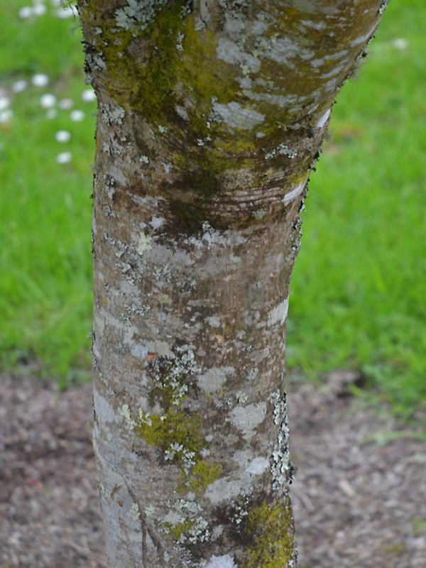 Acer palmatum 'Sango Kaku', bark. National Trust Trelissick Garden, Feock, near Truro, Cornwall, United Kingdom. 