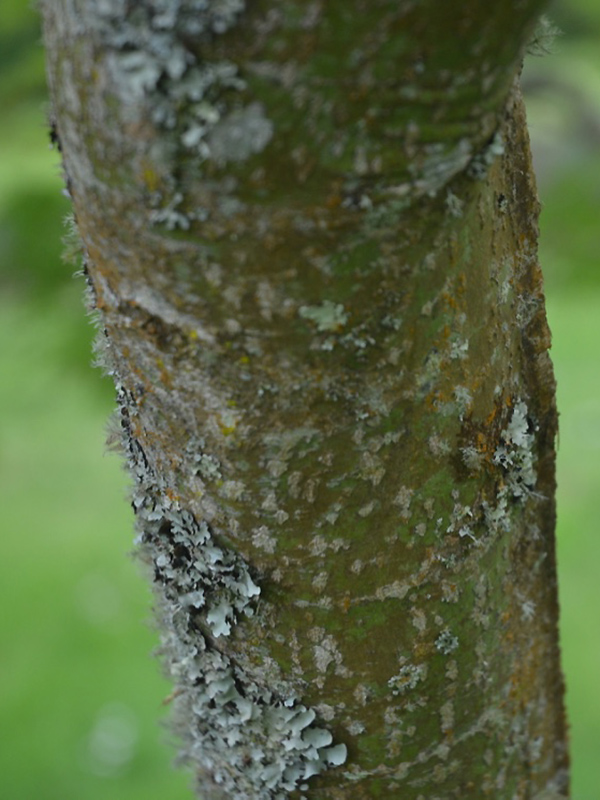 Acer palmatum 'Seiryu', bark. National Trust Trelissick Garden, Feock, near Truro, Cornwall, United Kingdom. 