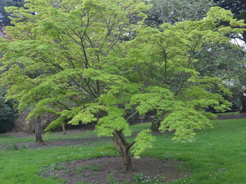 Acer palmatum 'Seiryu', form. National Trust Trelissick Garden, Feock, near Truro, Cornwall, United Kingdom. 