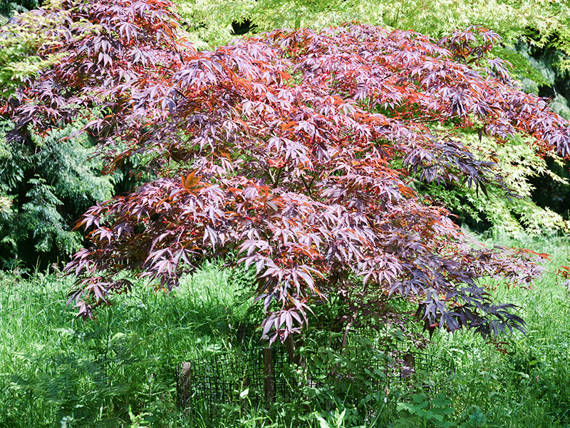 Acer-palmatum-Vandervoss-Red--wbrt-frm.JPG