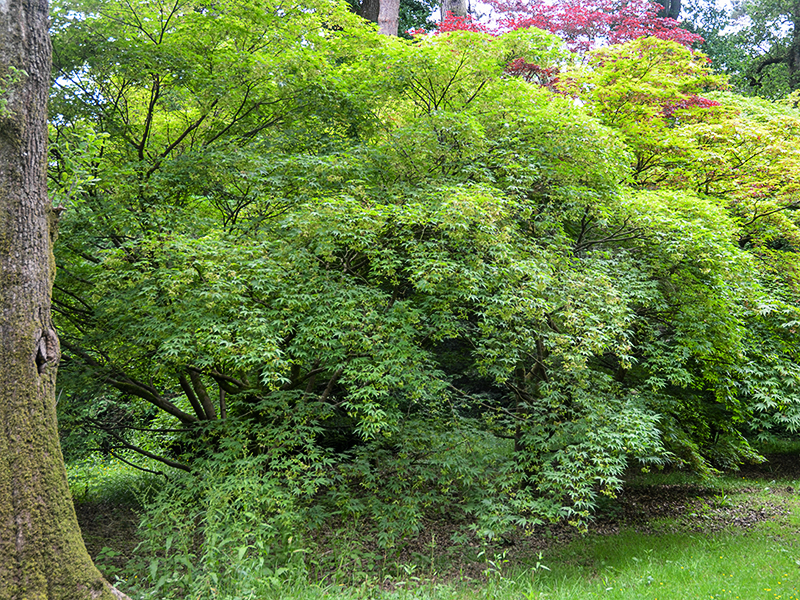 Acer-palmatum-ssp.matsumurae-wbrt-frm.JPG