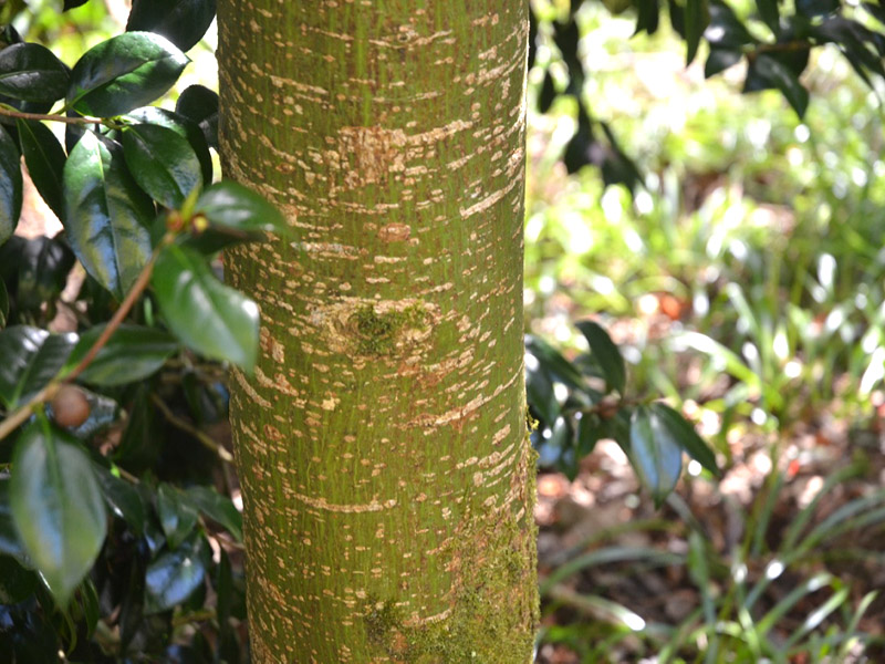 Acer pectinatum ‘Forrestii’, bark. Trengwainton Garden, Madron, near Penzance, Cornwall, United Kingdom.