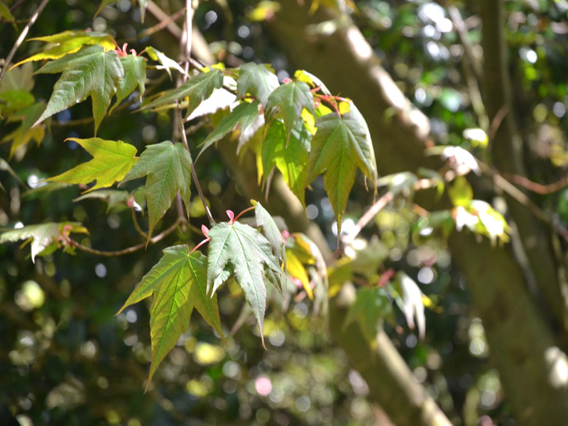 Acer pectinatum ‘Forrestii’, leaf. Trengwainton Garden, Madron, near Penzance, Cornwall, United Kingdom.