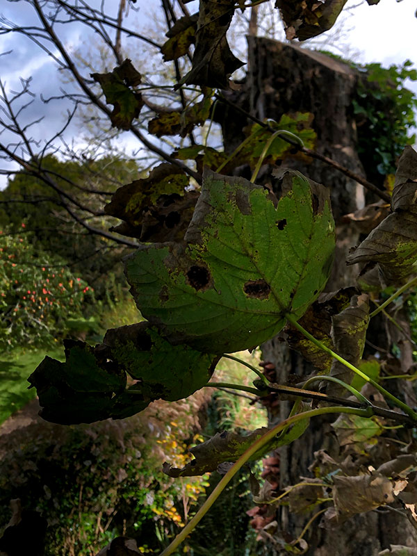 Acer pseudoplatanus, leaf. Godolphin House, Helston, United Kingdom.