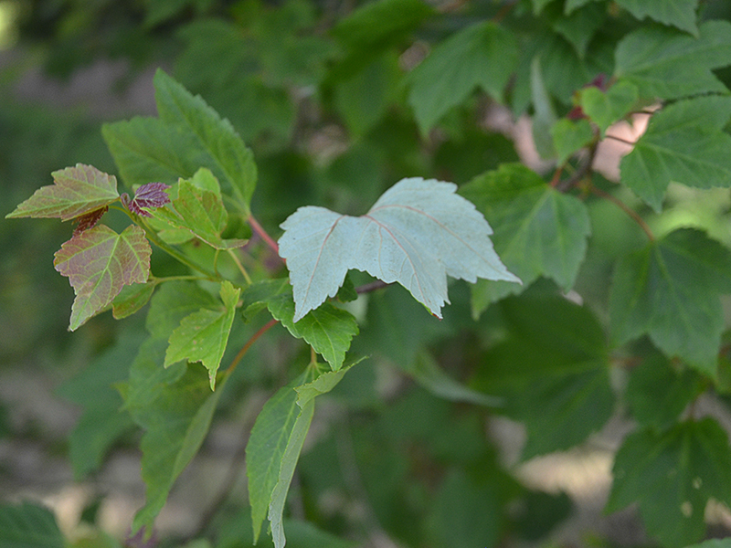 Blue-tinged underside of leaf.