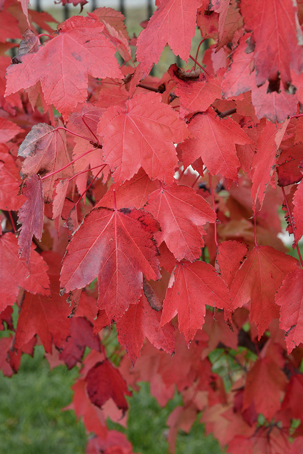Acer-rubrum-October-Glory-leaf.jpg
