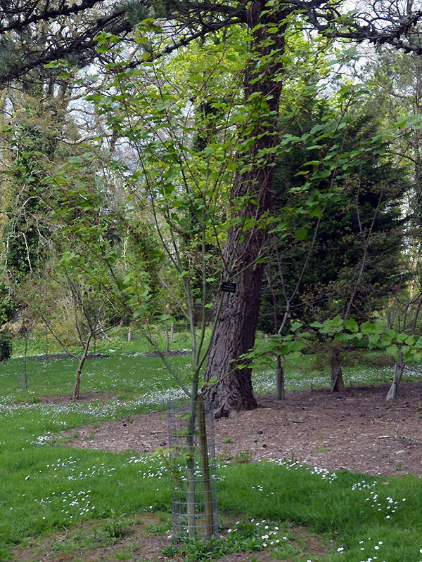 Acer tegmentosum 'White Tigress', form. National Trust Trelissick Garden, Feock, near Truro, Cornwall, United Kingdom. 