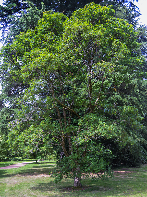 Acer triflorum, form. The National Arboretum, Tetbury, Gloucestershire, England. 