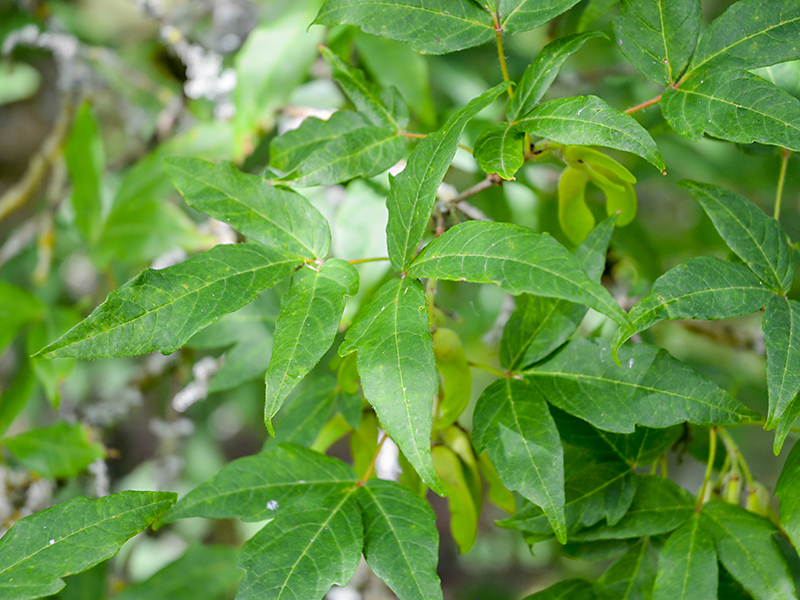 Acer triflorum, leaves. The National Arboretum, Tetbury, Gloucestershire, England. 