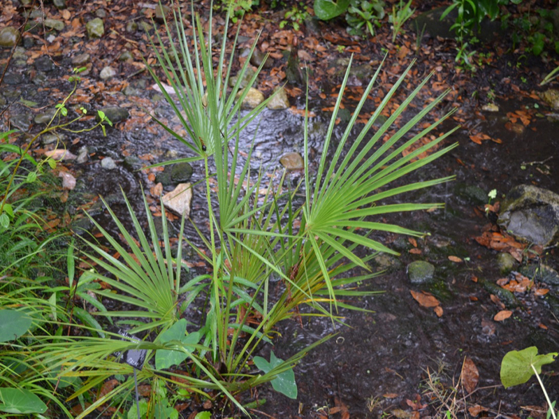 Acoclorrhaphe wrightii, form, Harry P. Leu Gardens, Orlando, Florida, United States of America.