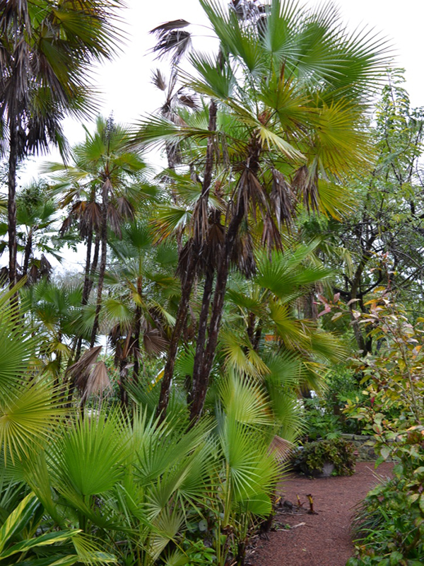 Acoclorrhaphe wrightii, form, Harry P. Leu Gardens, Orlando, Florida, United States of America.