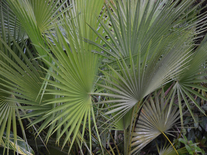 Acoclorrhaphe wrightii, leaf, Harry P. Leu Gardens, Orlando, Florida, United States of America.