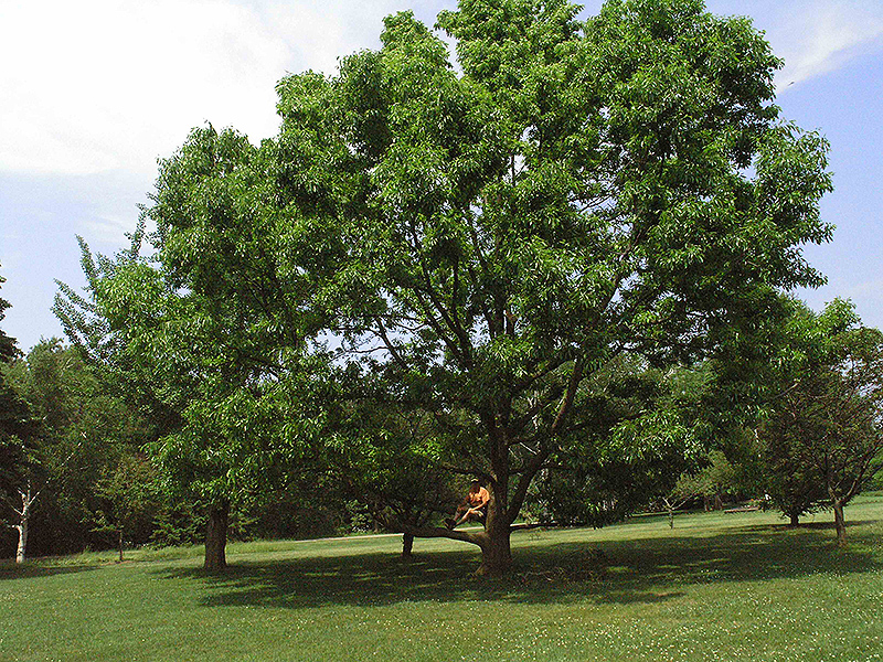 A mature tree in the Niagara Parks Botanical Gardens, Niagara Falls, Ontario, Canada.
