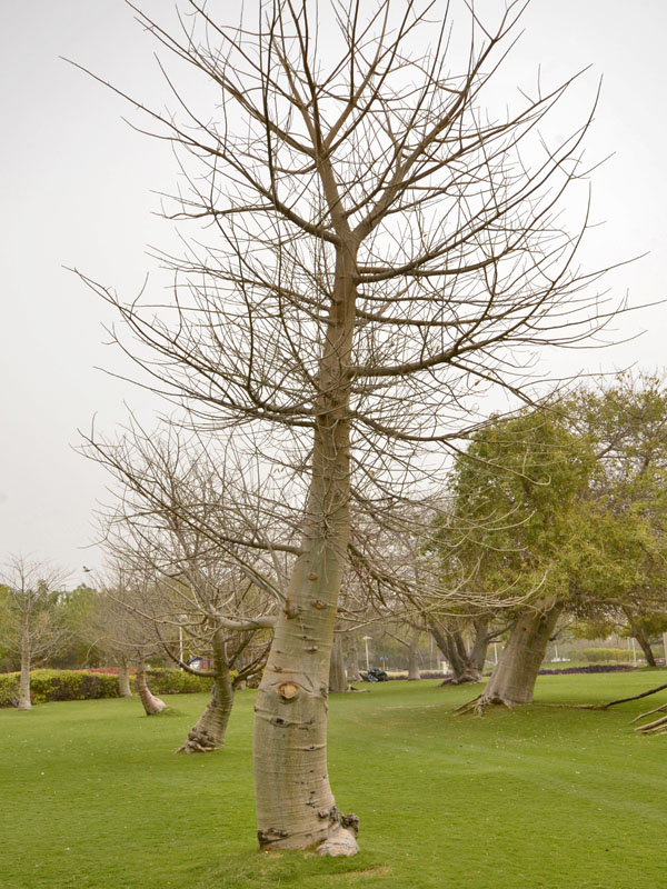 Adansonia digitata, form, in a park in Dubai.