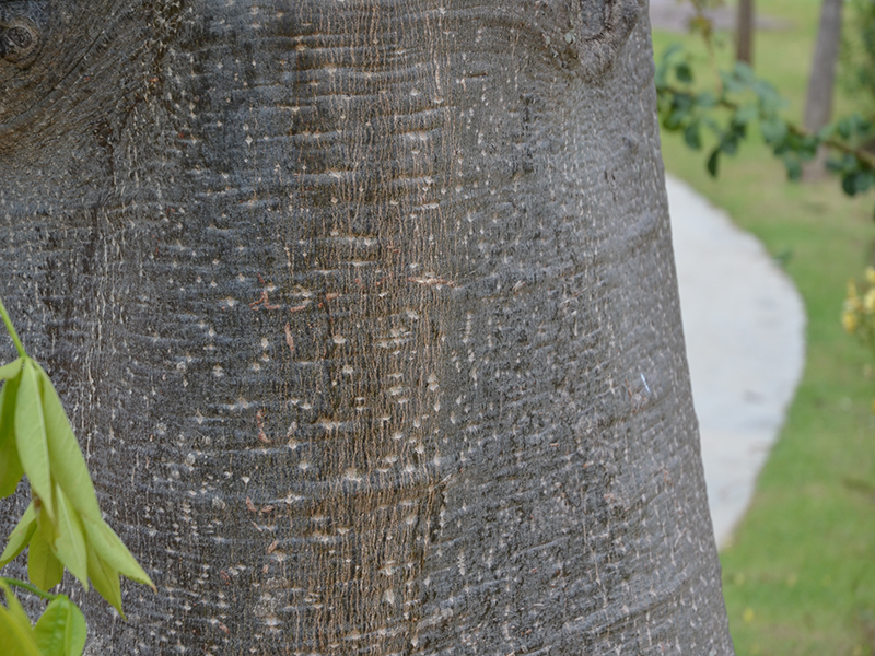 Adansonia digitata, bark, Royal Park Rajapruek, Mae Hia, Thailand.