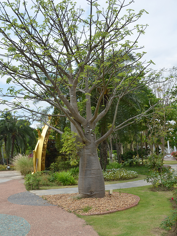 Adansonia digitata, form, Royal Park Rajapruek, Mae Hia, Thailand.