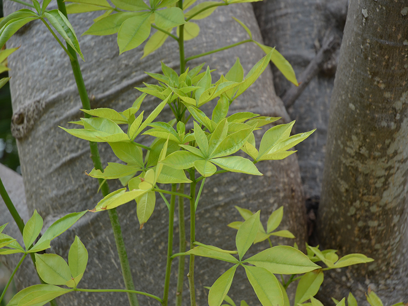 Adansonia digitata, leaf, Royal Park Rajapruek, Mae Hia, Thailand.