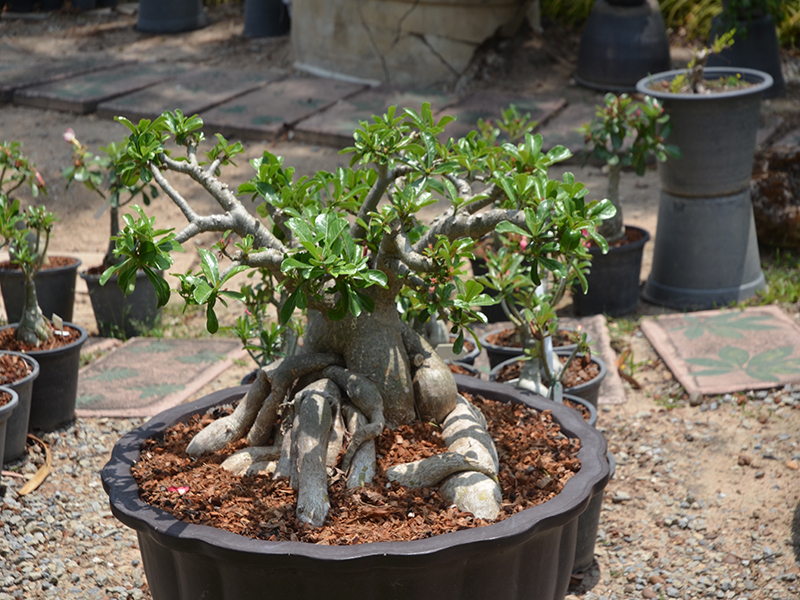 Adenium obesum, trained as a Bonsai, Royal Park Rajapruek, Mae Hia, Thailand.
