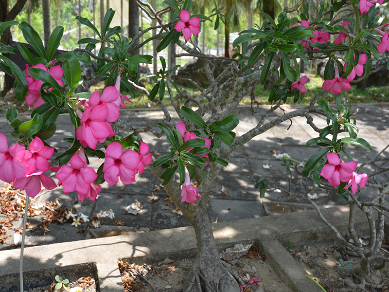 Adenium obesum Shocking Pink Dok Lai, form, Royal Park Rajapruek, Mae Hia, Thailand.